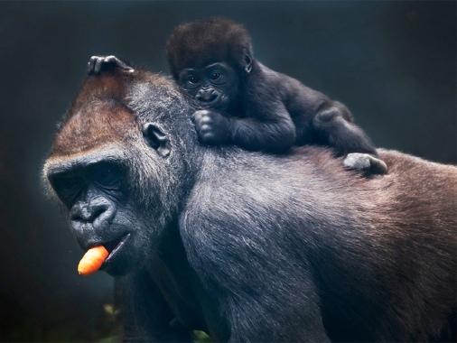 Mom
