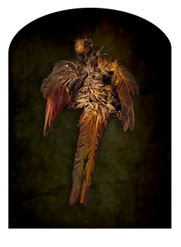 The Dancing Parrot