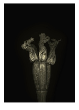 Triple Courgette