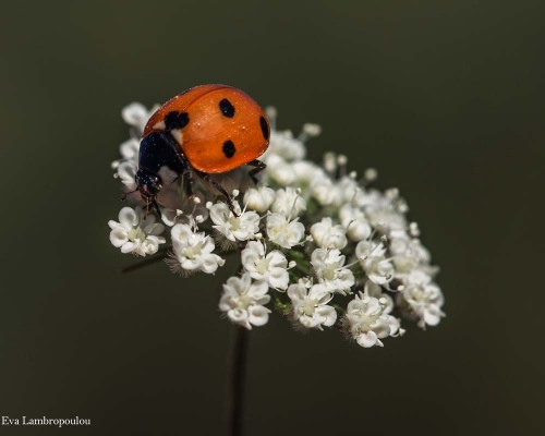 LADYBUG