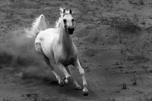 Gallop