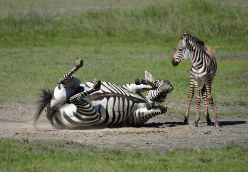 Zebras in NDUTU
