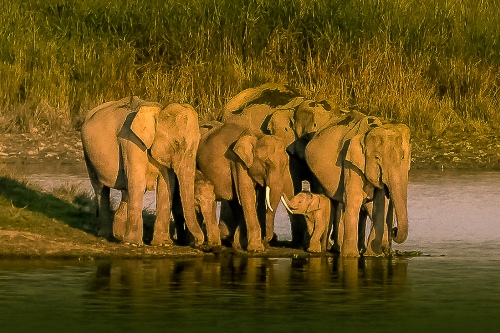 Family Herd.