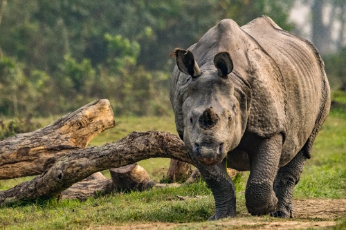 Rhino Charge