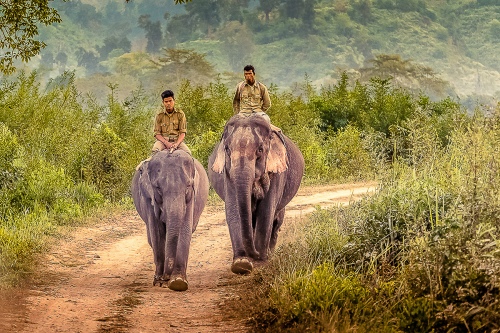 Jungle Stroll