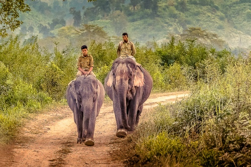 Jungle Stroll
