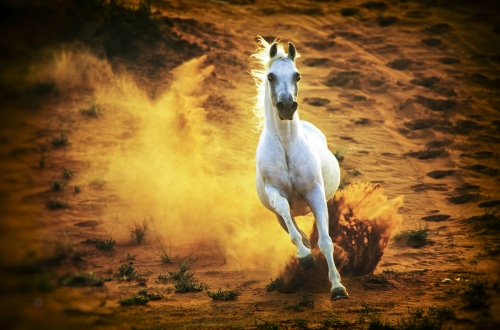 Horse Beauty
