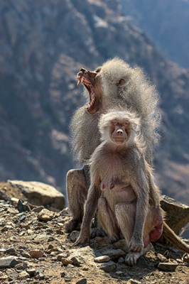 couple