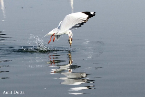 Flying Catch