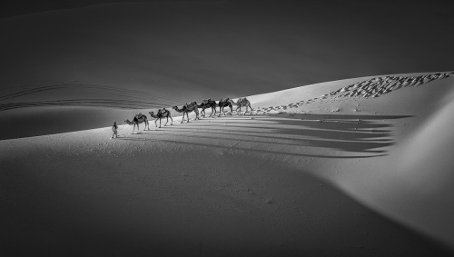 Camel Shadow in the Desert