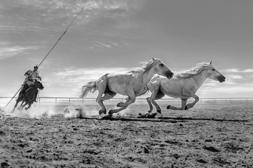 Gallop
