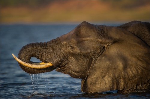 Chobe Bull Elephant