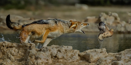 Jackal Attack