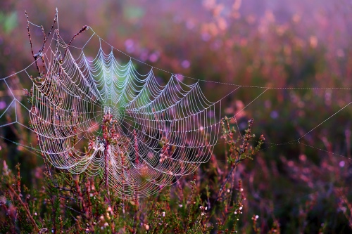 spiderwebs