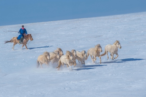 Herdsman and eight steeds