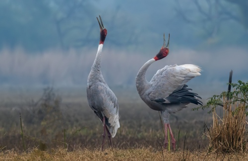  SARAS PAIR