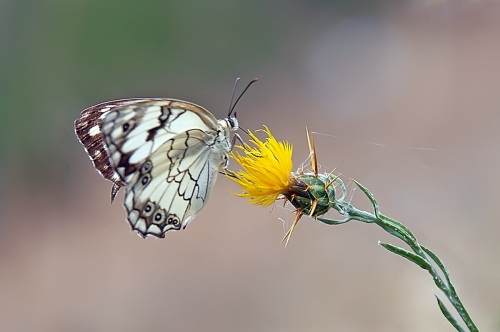 White butterfly