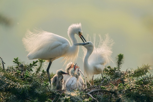 Look at the family