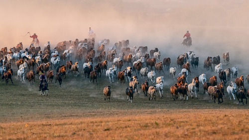 Urge horses forward 7