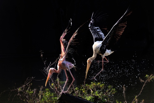 Egrets Landing