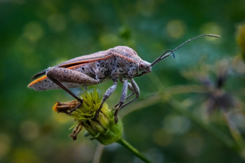 Insect