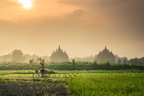 Field Scenery