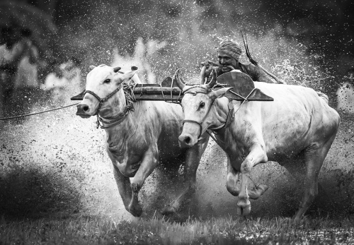 COW RUN 2