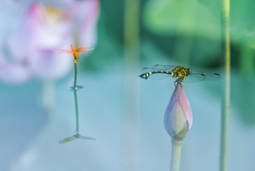 Notes of nature