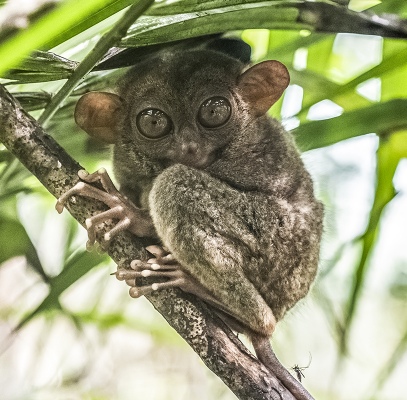 Tarsier