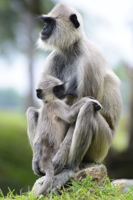 The Mother