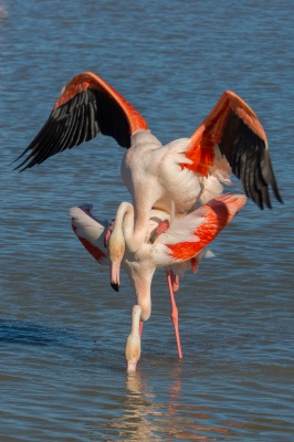 Accouplement flamants 6