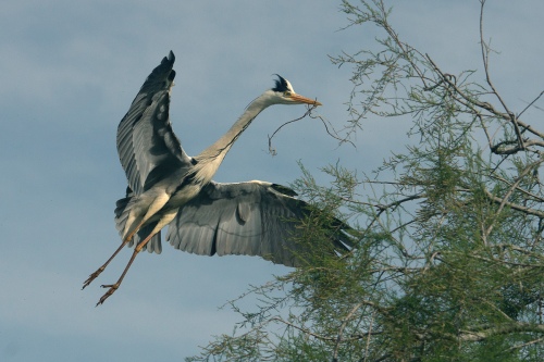 Heron avec branche 16