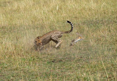 Bunny hop