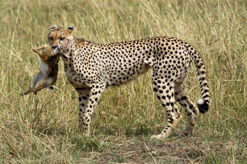 Predation