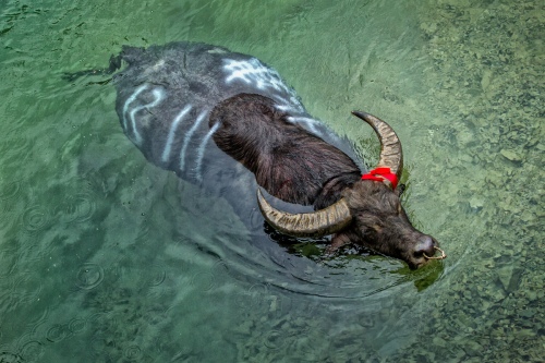 A cooled buffalo