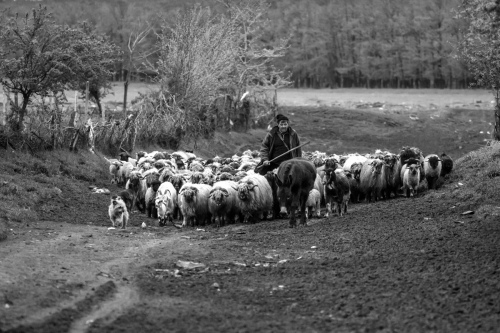 Road sheep