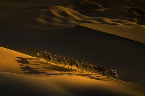Camel shadow