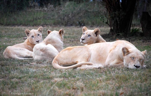 White lions