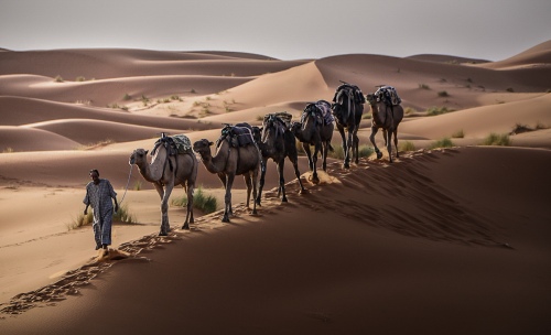 Camels in desert