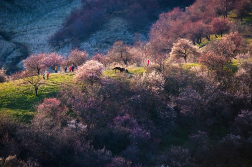 Spring apricot blossoms on the slope