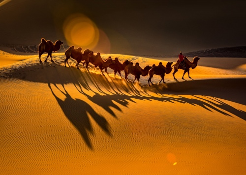 Camel shadow