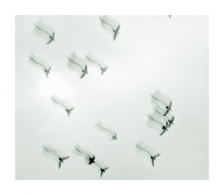 Dancing Birds