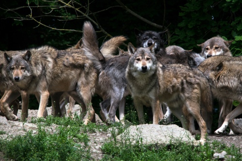 Wolf Pack