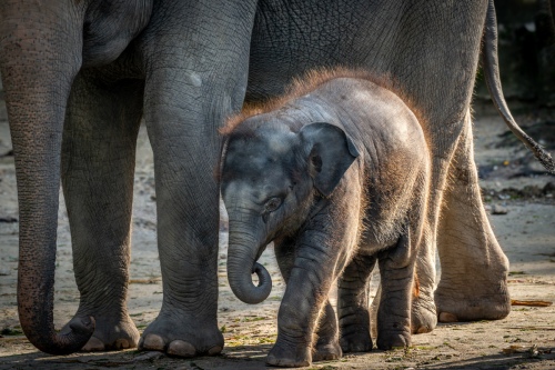 Elephant Baby Protection
