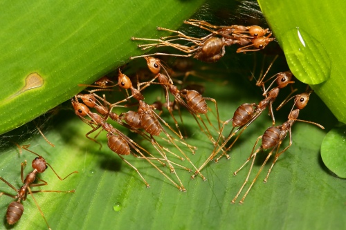Teamwork