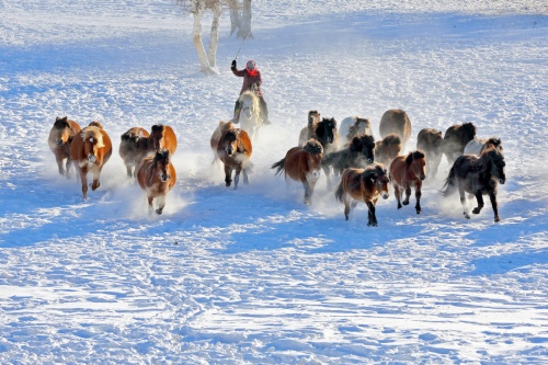 Horse Leading