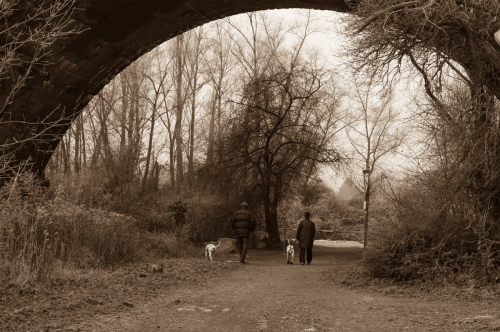 Walking the dogs