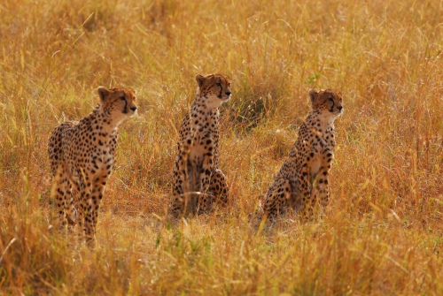Cheetah brothers