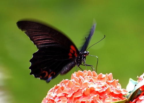 Black Wings