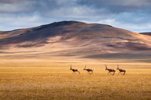 Elfin on the platea-Tibetan antelope